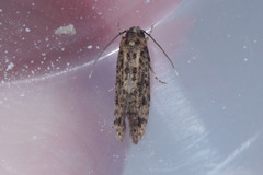 Lepidoptera