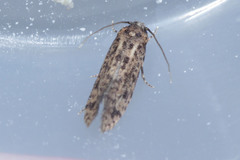 Lepidoptera