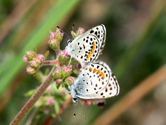 Euphilotes bernardino bernardino