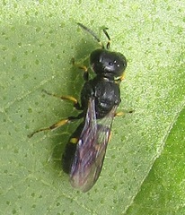 Ectemnius paucimaculatus
