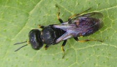 Ectemnius paucimaculatus