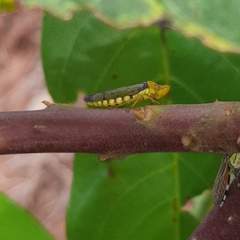 Paraulacizes panamensis