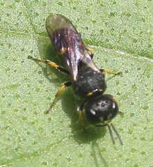 Ectemnius paucimaculatus