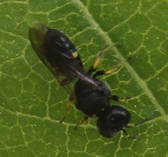 Ectemnius paucimaculatus