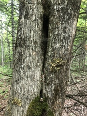 Ostrya virginiana image