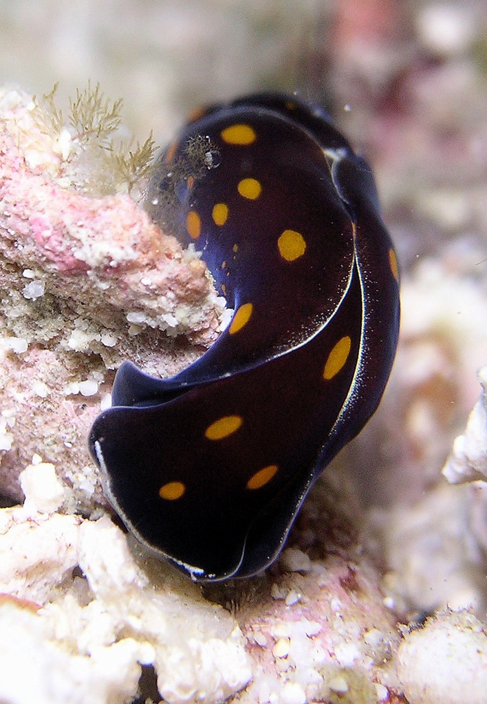 Chelidonura punctata