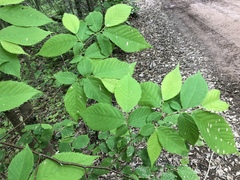 Ostrya virginiana image