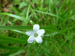 Cerastium pauciflorum