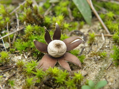 Geastrum kotlabae