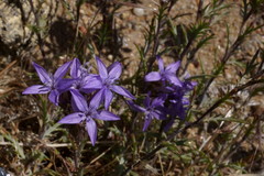 Eriastrum densifolium