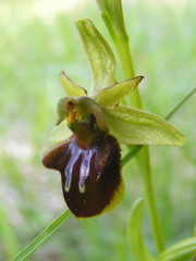Ophrys sphegodes sphegodes