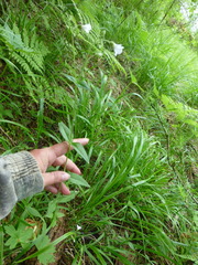 Cerastium pauciflorum