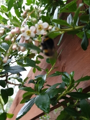 Bombus