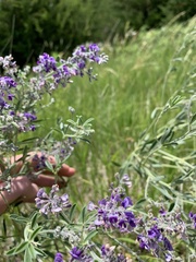 Pediomelum tenuiflorum