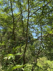 Gleditsia aquatica