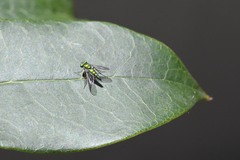 Condylostylus caudatus