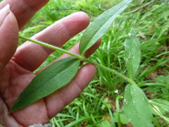 Cerastium pauciflorum