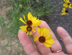 Helenium amarum badium