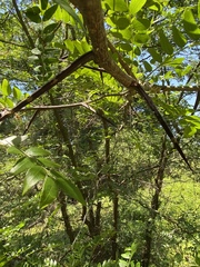 Gleditsia aquatica