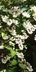 Deutzia scabra