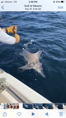 Carcharhinus plumbeus