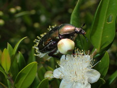 Protaetia cuprea