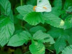 Triphragmium ulmariae