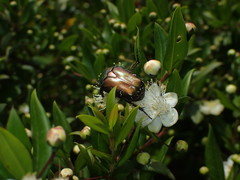 Protaetia cuprea