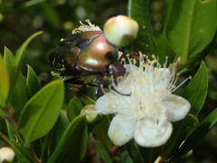 Protaetia cuprea