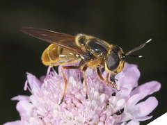 Callicera aurata