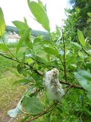 Salix jenisseensis