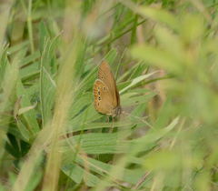 Coenonympha oedippus