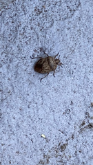 Hymenarcys nervosa