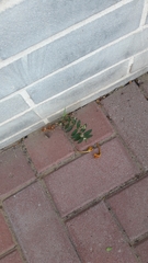 Euphorbia hypericifolia