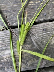 Carex frankii
