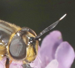 Callicera aurata