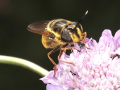 Callicera aurata