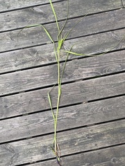 Carex frankii