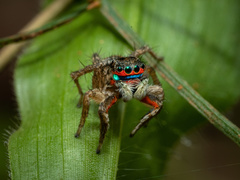 Stenaelurillus lesserti