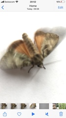 Polyphaenis sericata