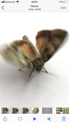 Polyphaenis sericata