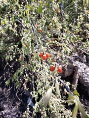 Citharexylum racemosum