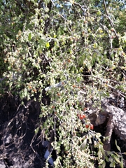 Citharexylum racemosum