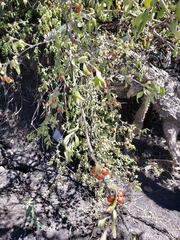 Citharexylum racemosum