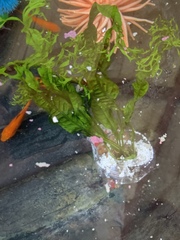 Leptochilus pteropus