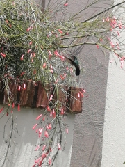 Saucerottia hoffmanni