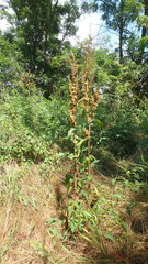 Rumex patientia orientalis