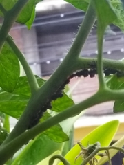 Insecta