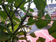 Insecta