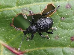 Otiorhynchus gemmatus